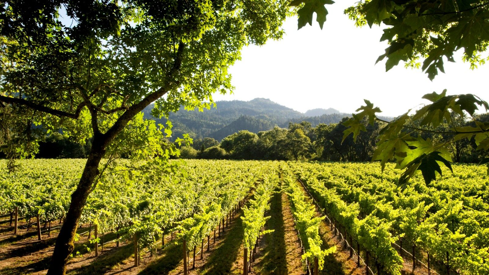 The Westin Verasa Napa Kültér fotó